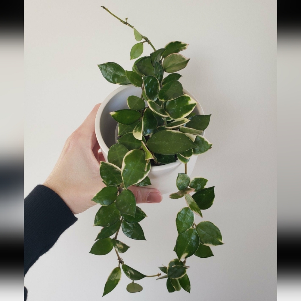 Hoya Lacunosa Asami Clone 2 cutting